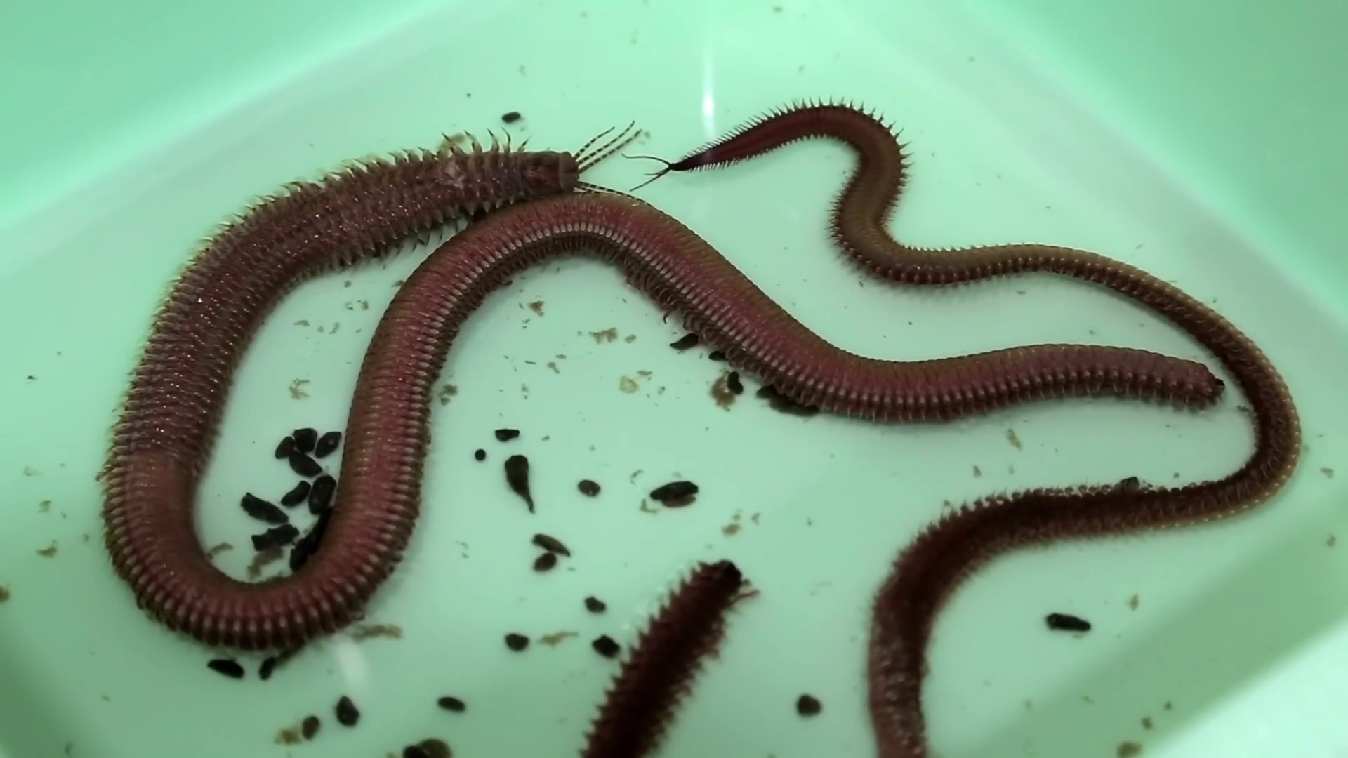 Clam worm (Nereis virens). Bait for fishing Stock Video Footage 00:15 ...