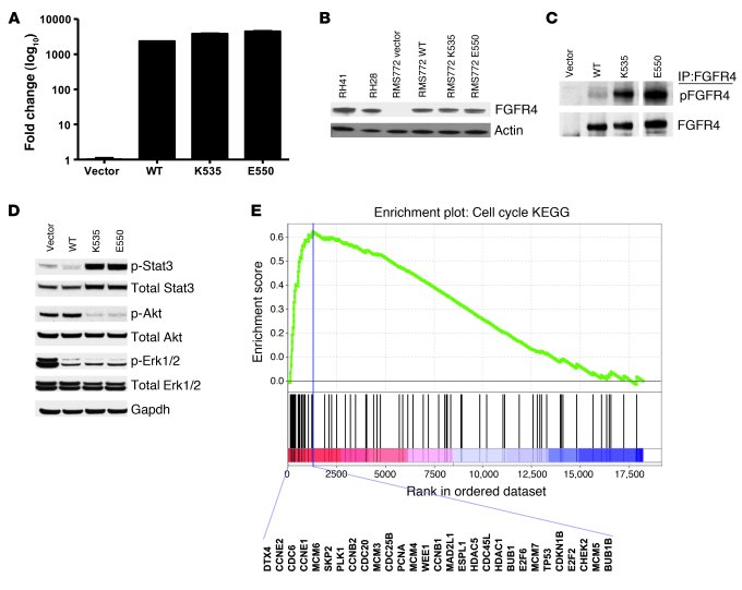 JCI - Identification of FGFR4-activating mutations in human ...