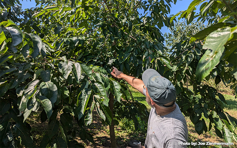 Food Forests Bring Fruit Harvests and Deeper Connections to Land