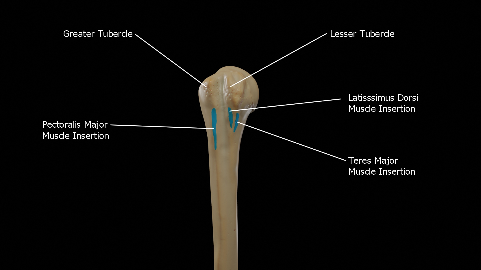 Greater Tubercle Of Humerus Muscles That Attach