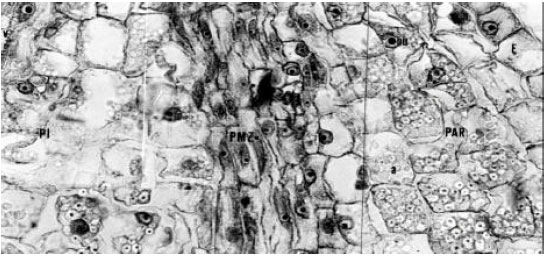 The Ontogenetic Trends of Microtuber Formation in Potato (Solanum ...