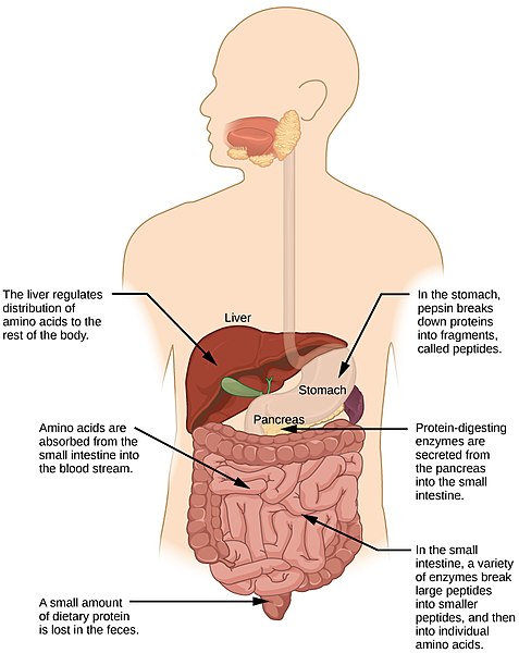 Curious About Probiotics vs. Digestive Enzymes?