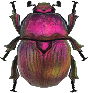 Artwork of earth-boring dung beetle