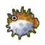 Puffer fish