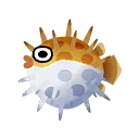 Puffer fish