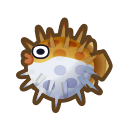 Puffer fish