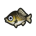 Crucian Carp NH Icon.png