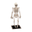 skeleton