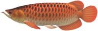 Artwork of arowana