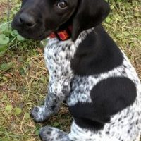 Baegle Pointer Mix Puppies