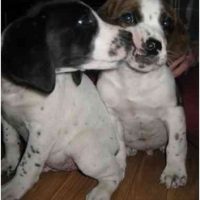 Beagle German Shorthaired Pointer Mix Puppy Pictures