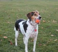 German Pointer Beagle Mix