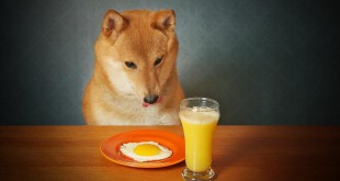 healthy human food for dogs