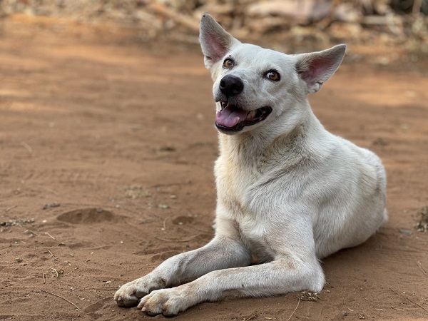 Licensing Rate For Dogs In Chennai District Persists To Be At An Abysmally Low