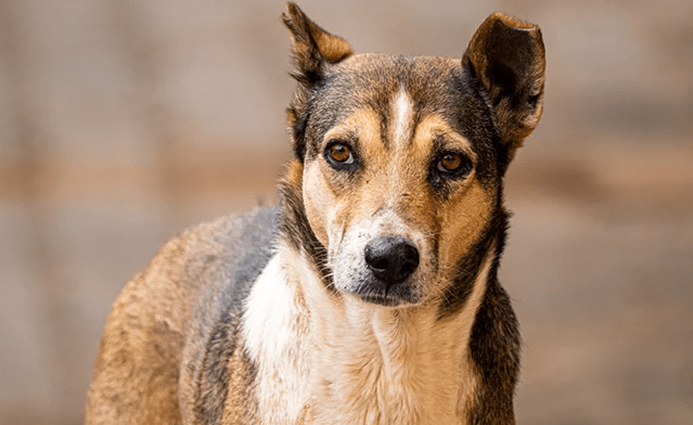 Tripura Man Arrested for Dragging Dog Behind a Vehicle