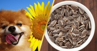 Can dogs eat sunflower seeds