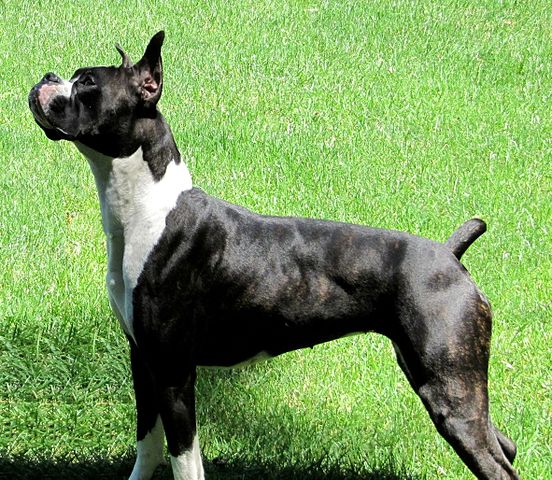 Dog Tail Docking - Boxer Breed