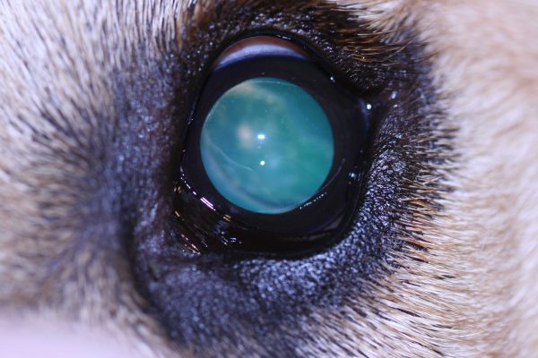 Cataracts in Dogs