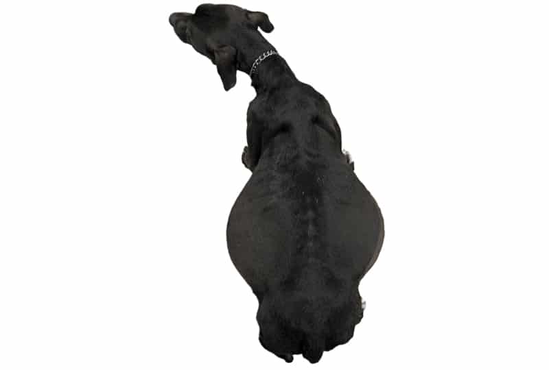 Distended abdomen due to ascites in dogs