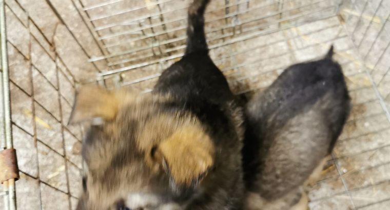 Alaskan shepherd puppies