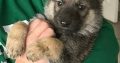 Alaskan shepherd puppies