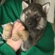 Alaskan shepherd puppies