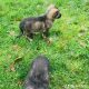 Alaskan shepherd puppies