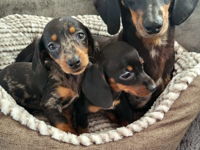 Miniature dachshunds