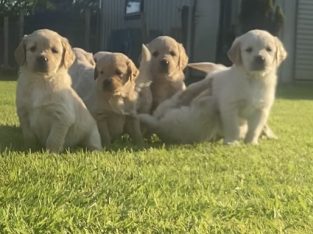 Golden retriever puppies