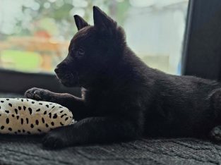 Premium German Shepherd puppy