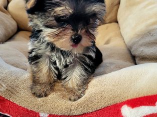 Biewer Yorkshire Terrier