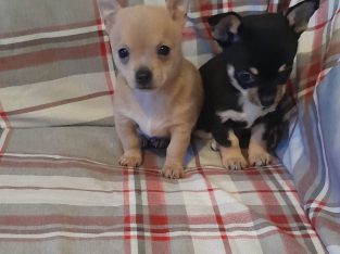 Tea cup chihuahuas