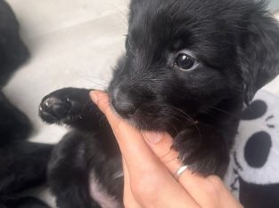 Golden Retriever / Border Collie Pups for Sale