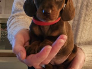 Miniature Dachshund puppies