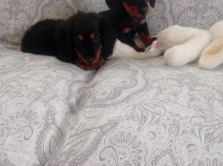 Miniature Dachshund puppies