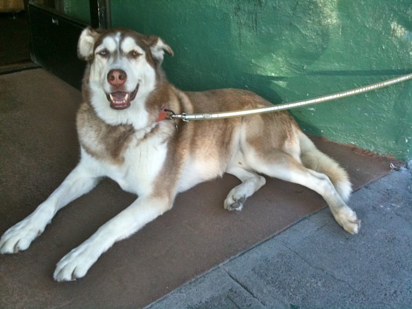 Siberian Husky with Floppy Ears