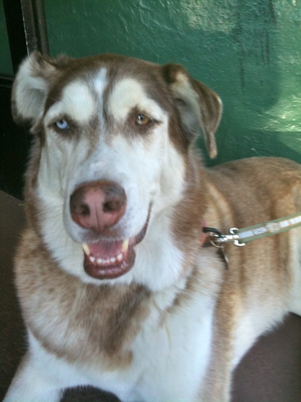 Siberian Husky with Different Colored Eyes