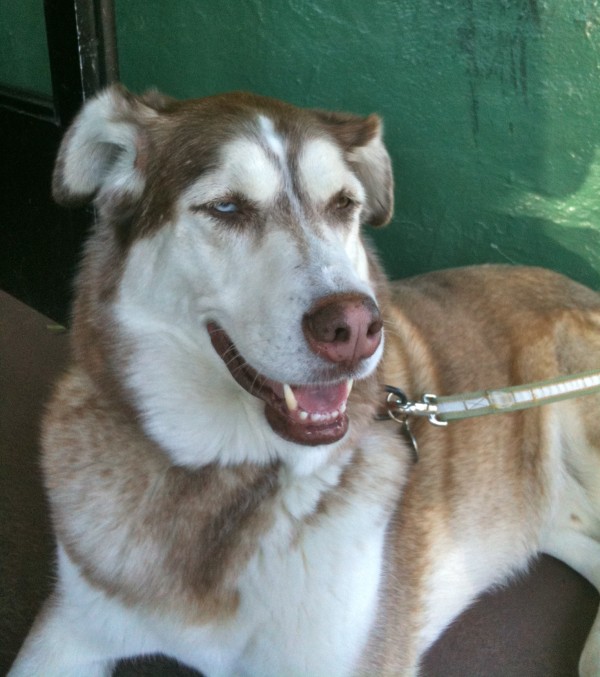 Siberian Husky with goofy expression