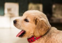 Close Up Of Dog Yawning