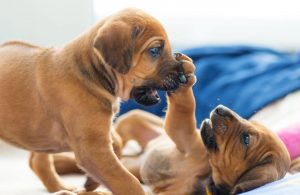 Small Dog Playing in Whelping Box