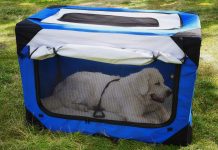 large white dog laying in the soft crate