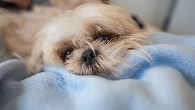 Portrait Of Shih Tzu