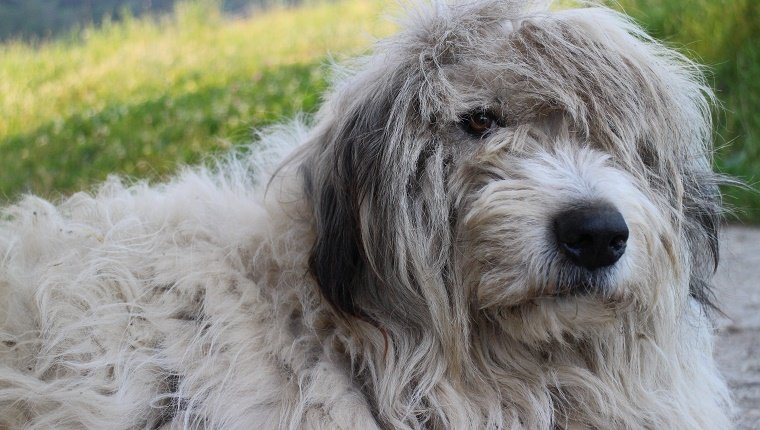 A farm dog relaxes while he's off duty.