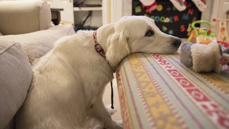 Taken of my English Cream Golden Retriever Bailey