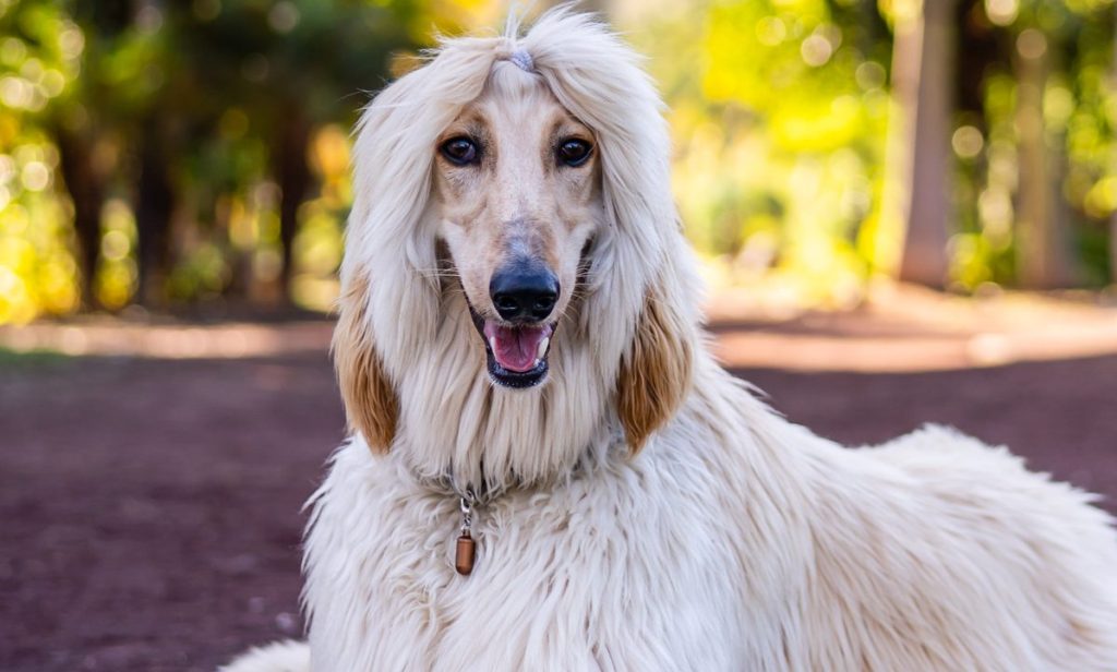 A cream colored Afghan Hound sits peacefully looking at the camera