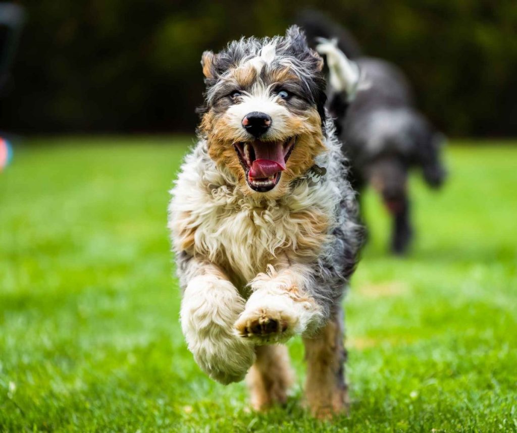 An extremely happy Bernedoodle running through a grassy field. In the background we can see another dog in pursuit.