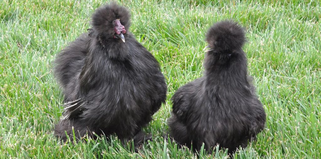 silkies-black