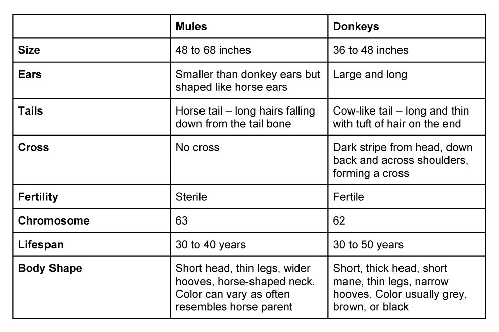 mules-vs-donkeys-difference