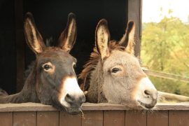 large donkey breeds