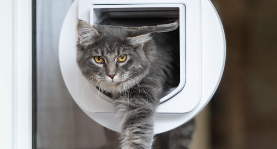 Cat flap in a glass door